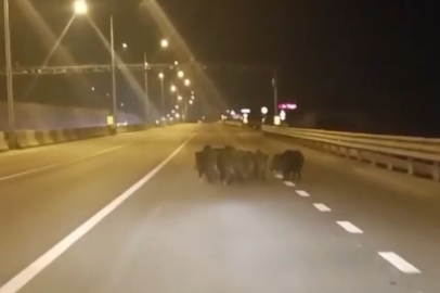 Bursa'da ana yola domuz sürüsü çıktı