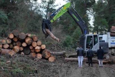 100 dönüm ormanlık alan yenilenme gerekçesiyle kesildi